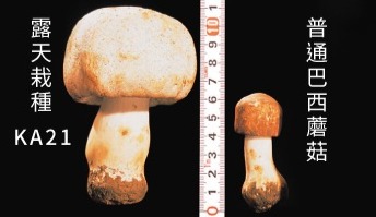 來自巴西的藥用菌之王 露天栽培巴西蘑菇