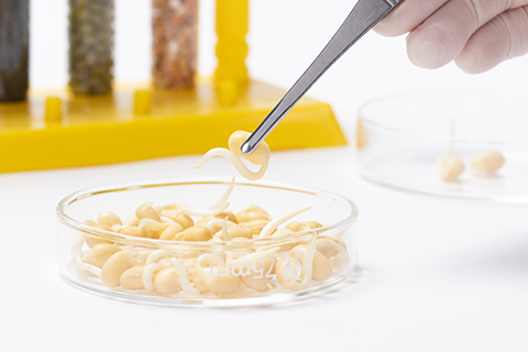 Plant-Based Fermentation Cultures