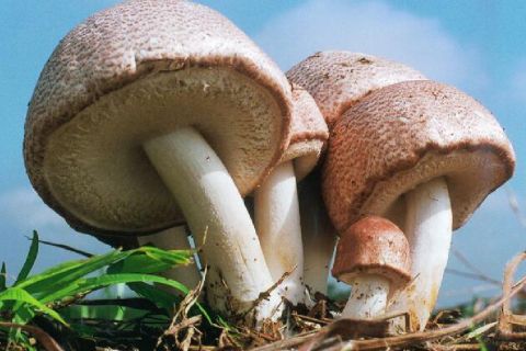 露天栽培巴西蘑菇 KA21