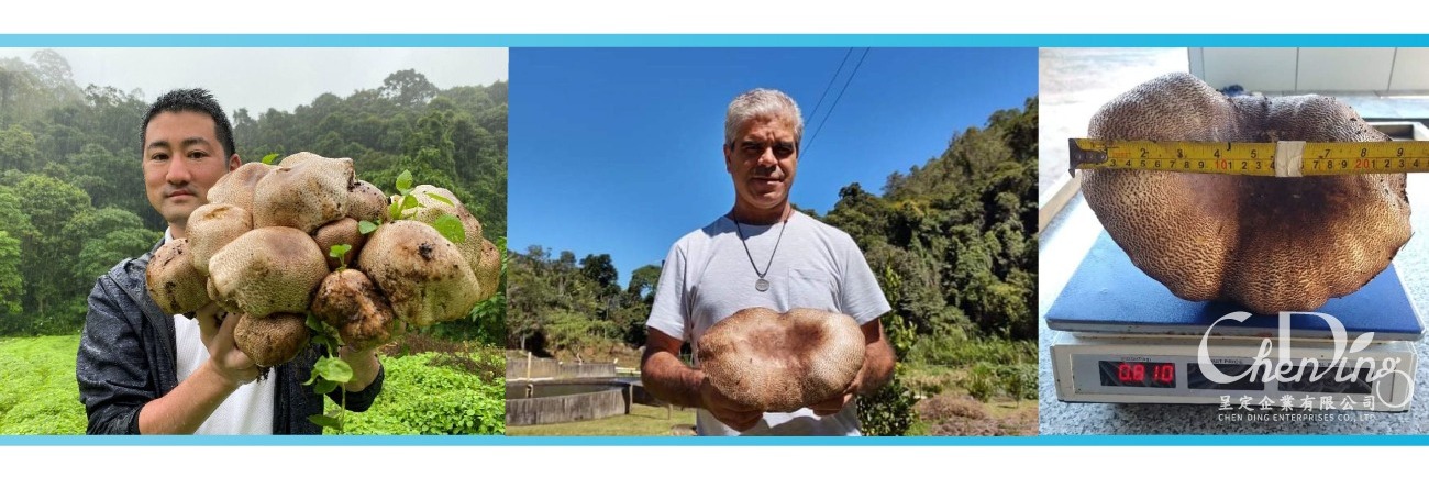 來自巴西的藥用菌之王 露天栽培巴西蘑菇
