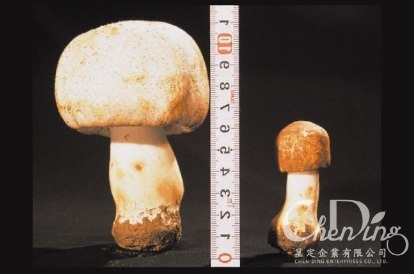 (左)巴西蘑菇KA21 (右)一般巴西蘑菇