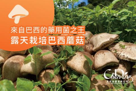 來自巴西的藥用菌之王  露天栽培巴西蘑菇