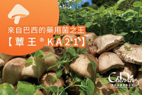 來自巴西的藥用菌之王【蕈王®KA21】