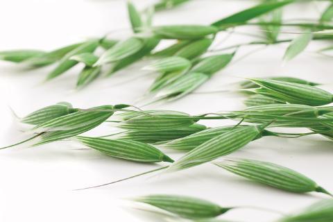 Neuraven®綠燕麥萃取物是什麼？提升專注力與記憶力的最佳選擇